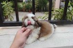 Tiny &amp; T-cup Shih Tzu Puppy - Shih Tzu Dog