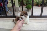 Tiny &amp; T-cup Shih Tzu Puppy - Shih Tzu Dog