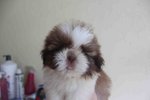 Tiny &amp; T-cup Shih Tzu Puppy - Shih Tzu Dog