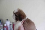 Tiny &amp; T-cup Shih Tzu Puppy - Shih Tzu Dog