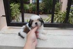 Tiny &amp; T-cup Shih Tzu Puppy - Shih Tzu Dog