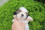 Tiny &amp; T-cup Shih Tzu Puppy - Shih Tzu Dog