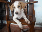 Boffi - Terrier Mix Dog