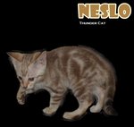 Neslo (Snow Bengal) - Bengal Cat