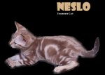 Neslo (Snow Bengal) - Bengal Cat