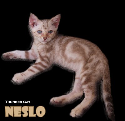 Neslo (Snow Bengal) - Bengal Cat