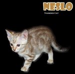 Neslo (Snow Bengal) - Bengal Cat