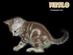 Neslo (Snow Bengal) - Bengal Cat