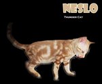 Neslo (Snow Bengal) - Bengal Cat