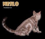 Neslo (Snow Bengal) - Bengal Cat