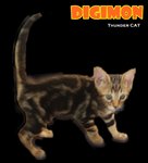 Digimon (Goldeb Brown Marble) - Bengal Cat