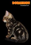 Doraemon (Brown Marble) - Bengal Cat