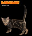 Doraemon (Brown Marble) - Bengal Cat