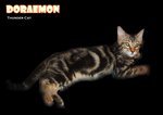 Doraemon (Brown Marble) - Bengal Cat