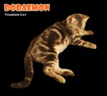 Doraemon (Brown Marble) - Bengal Cat