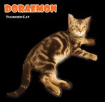 Doraemon (Brown Marble) - Bengal Cat