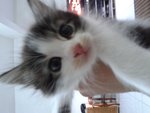 Kitten For Adoption. - Domestic Long Hair Cat