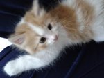 Kitten For Adoption. - Domestic Long Hair Cat