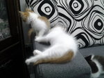 Kitten For Adoption. - Domestic Long Hair Cat