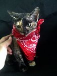 Hipster Kitten!