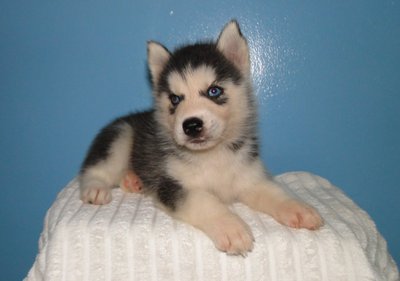 Husky Puppies - Siberian Husky Dog