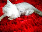  Carliq - Domestic Long Hair Cat