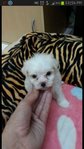 Maltese Puppies - Maltese Dog