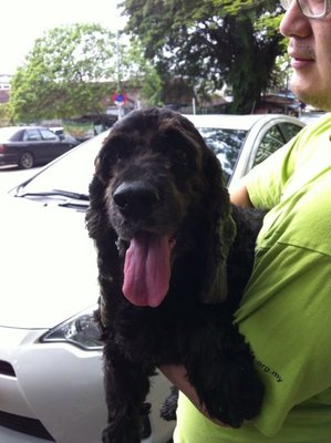 Jojo - English Cocker Spaniel Dog