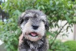 Super Quality Mini Schnauzer Puppy - Schnauzer Dog