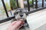 Super Quality Mini Schnauzer Puppy - Schnauzer Dog