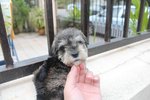 Super Quality Mini Schnauzer Puppy - Schnauzer Dog