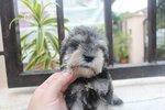 Super Quality Mini Schnauzer Puppy - Schnauzer Dog