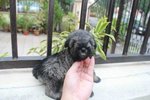 Super Quality Mini Schnauzer Puppy - Schnauzer Dog