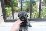 Super Quality Mini Schnauzer Puppy - Schnauzer Dog