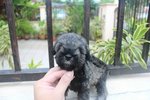 Super Quality Mini Schnauzer Puppy - Schnauzer Dog