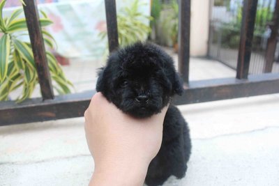 T-cup Black Color Poodle Puppy  - Poodle Dog