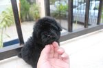 T-cup Black Color Poodle Puppy  - Poodle Dog