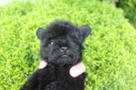 T-cup Black Color Poodle Puppy  - Poodle Dog