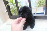 T-cup Black Color Poodle Puppy  - Poodle Dog