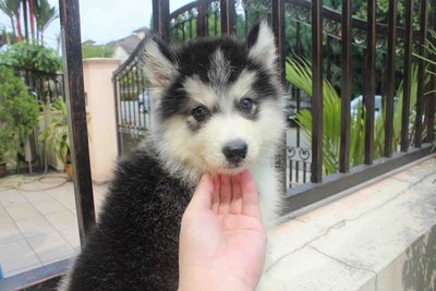 Super Quality Wooly Husky Puppy  - Husky Dog