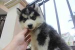 Super Quality Wooly Husky Puppy  - Husky Dog