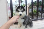 Super Quality Wooly Husky Puppy  - Husky Dog