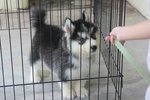 Super Quality Wooly Husky Puppy  - Husky Dog