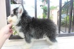 Super Quality Wooly Husky Puppy  - Husky Dog