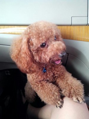 Mocha - Poodle Dog