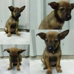 Merida - Mixed Breed Dog