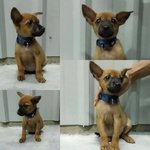 Ariel - Mixed Breed Dog