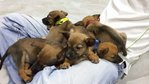 Group Of Puppies! - Mixed Breed Dog