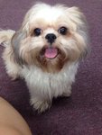 Ding Ding - Shih Tzu Dog