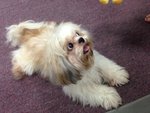 Ding Ding - Shih Tzu Dog